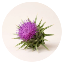 Milk Thistle — Botanical Support